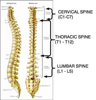 Spine Diagram