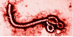 Ebola Strain