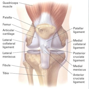 Anatomy of the Knee