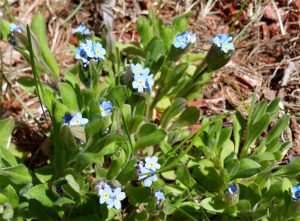 Forget Me Nots