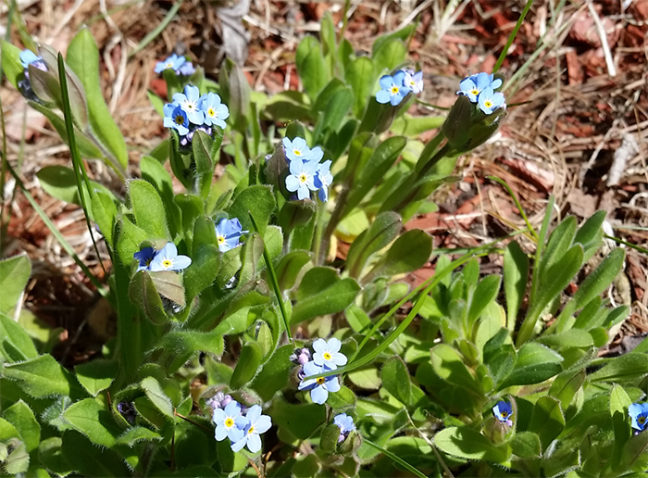 Forget Me Nots