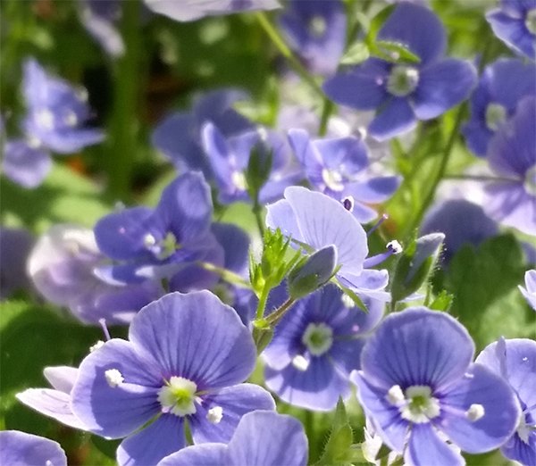 Purple Flowers