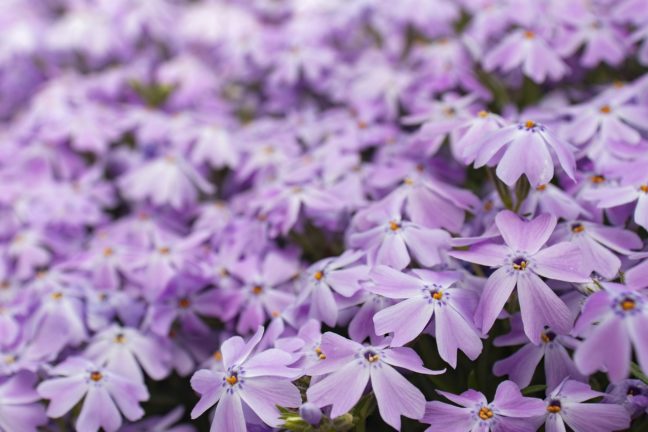 Purple Spring Flowers