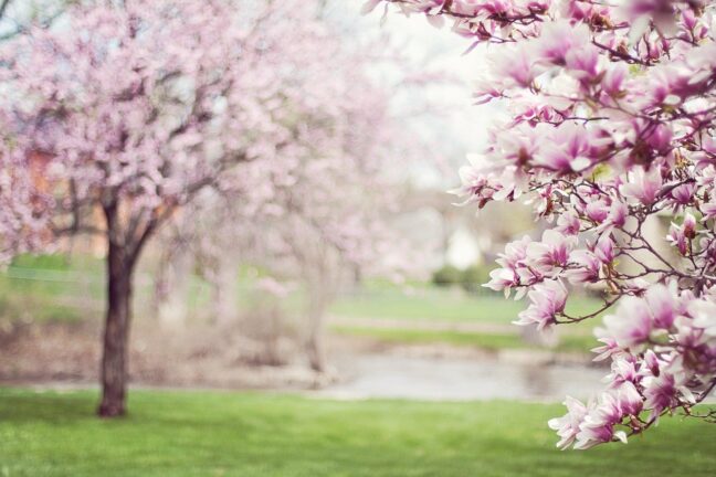 Magnolia trees