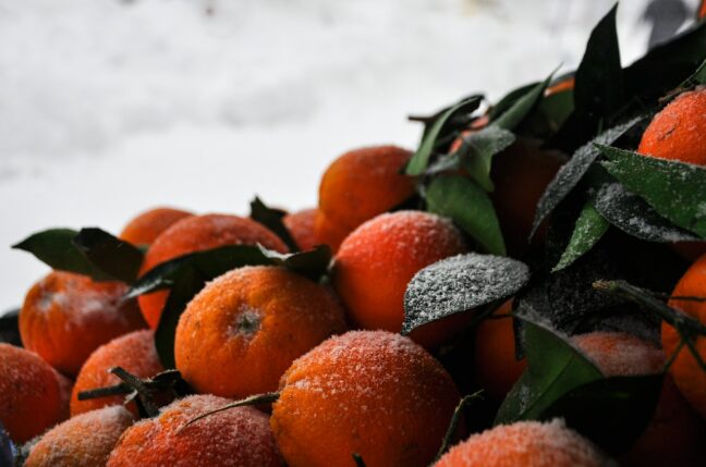 Fruits covered in frost